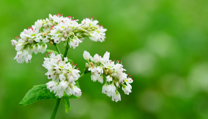 そばの花