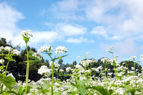 蕎麦畑イメージ